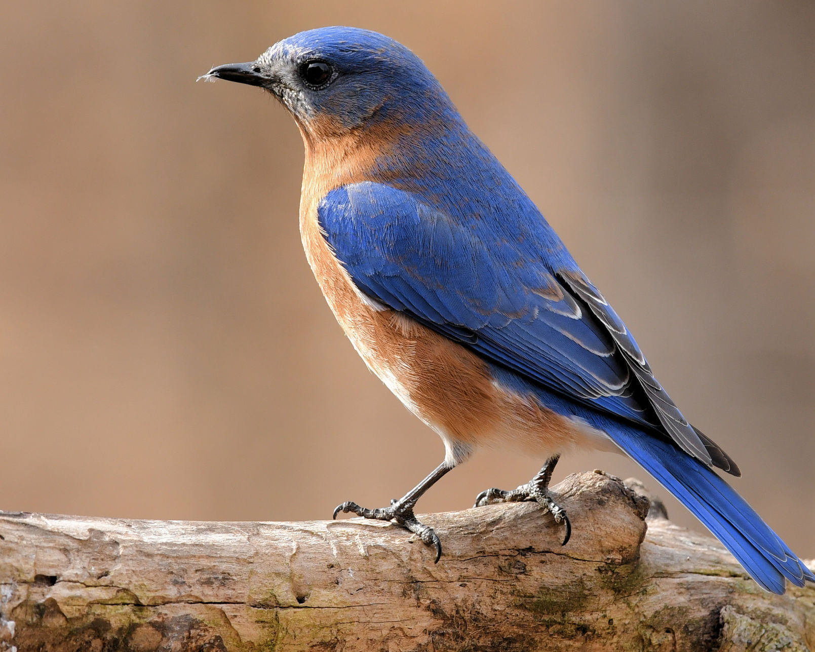 Bluebird